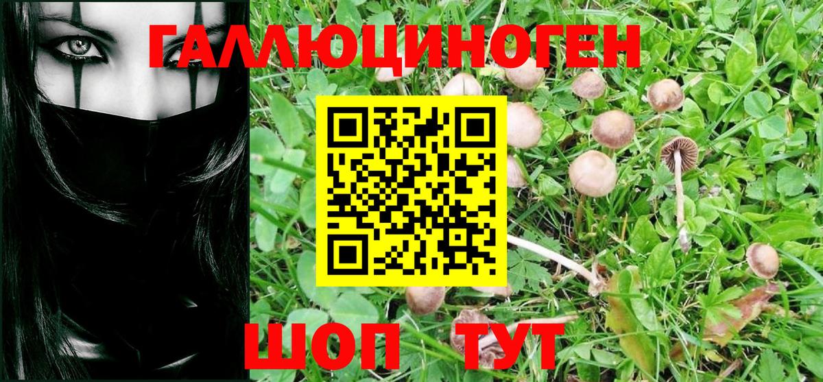 Псилоцибиновые грибы Cubensis Волоколамск